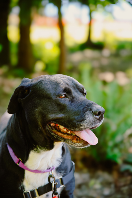 Gracie