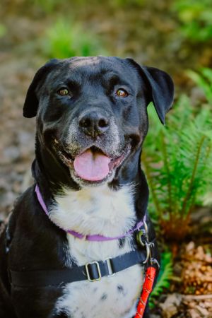What my friends at Seattle Humane say about me I am a sweet girl I love chewing on tennis balls