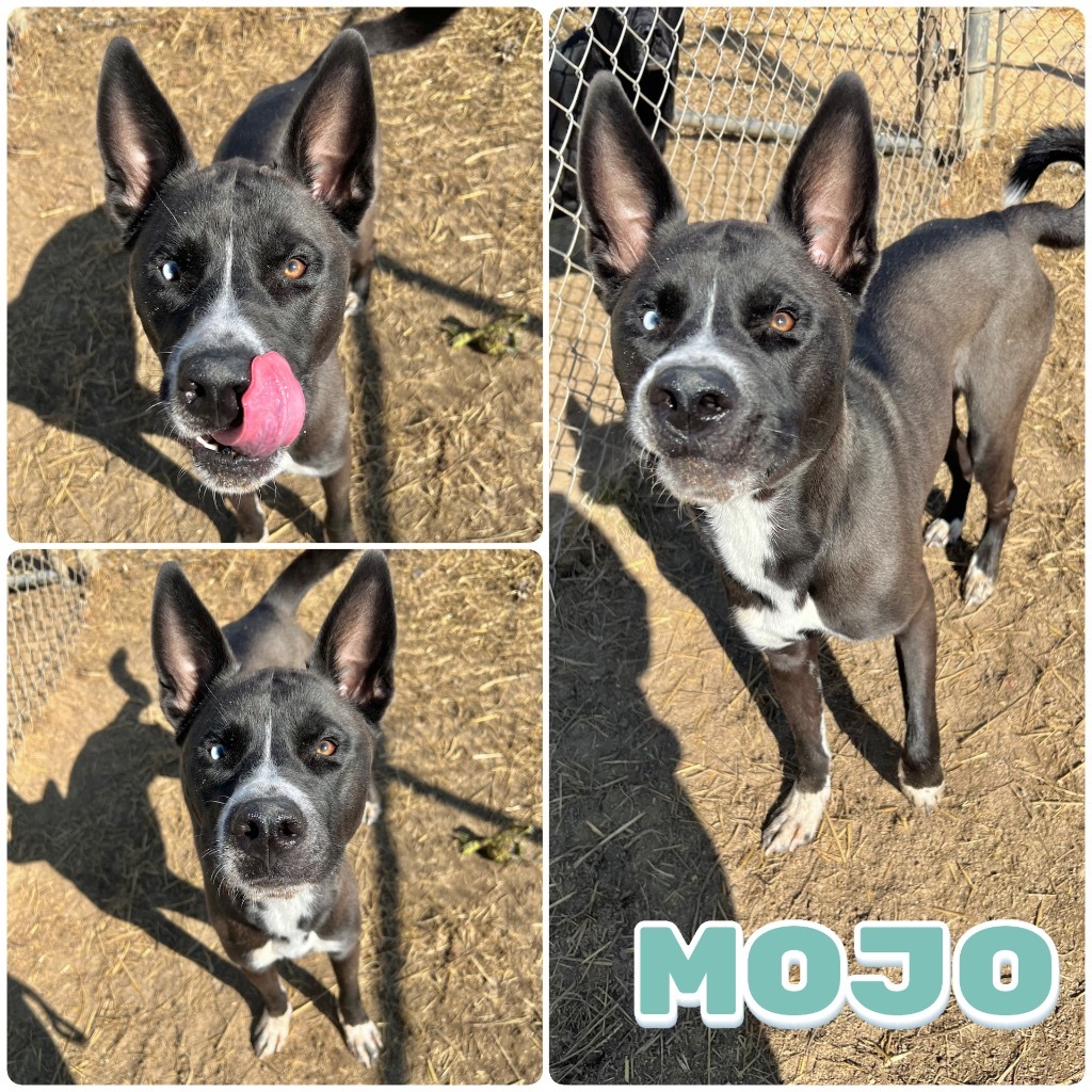 Mojo