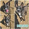Mojo photo 1