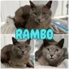 Rambo photo 1