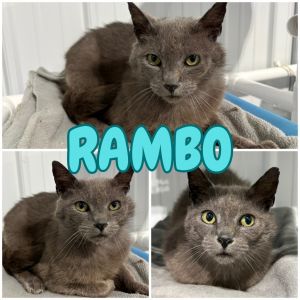 Rambo, Adult Male unknown