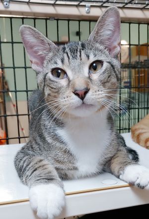 Cosmo, Young Male Domestic Short Hair