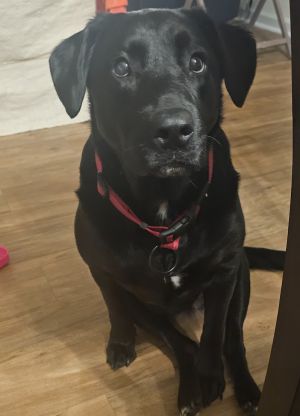 Please contact ADOPTION adoptdoggieharmonyorg for more information about this pet For Harley a