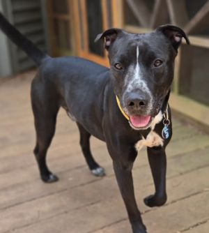 Please contact ADOPTION adoptdoggieharmonyorg for more information about this petGreat family m