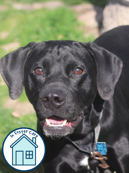 Finnegan, an adoptable Mixed Breed in Walla Walla, WA, 99362 | Photo Image 1