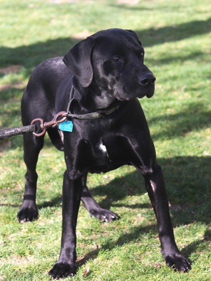 Finnegan, an adoptable Mixed Breed in Walla Walla, WA, 99362 | Photo Image 2