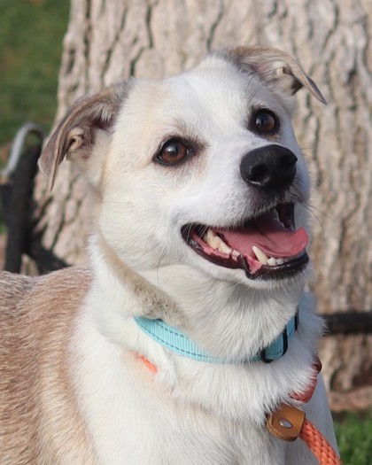 Volxen, an adoptable Terrier, Mixed Breed in Walla Walla, WA, 99362 | Photo Image 1