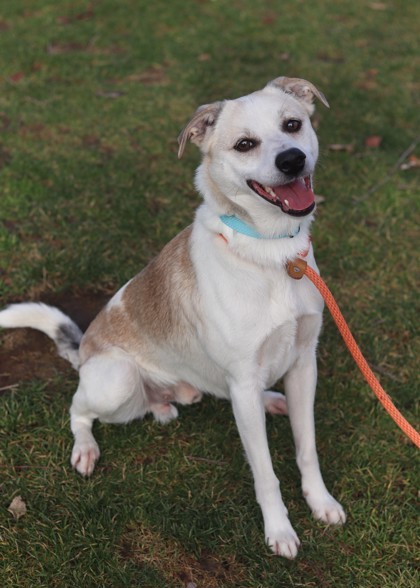 Volxen, an adoptable Terrier, Mixed Breed in Walla Walla, WA, 99362 | Photo Image 2