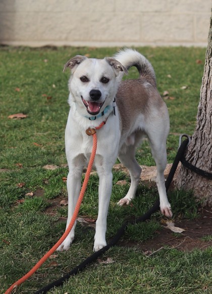Volxen, an adoptable Terrier, Mixed Breed in Walla Walla, WA, 99362 | Photo Image 3