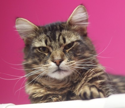 Rolo, an adoptable Domestic Short Hair in Walla Walla, WA, 99362 | Photo Image 1