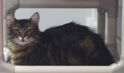 Rolo, an adoptable Domestic Short Hair in Walla Walla, WA, 99362 | Photo Image 2
