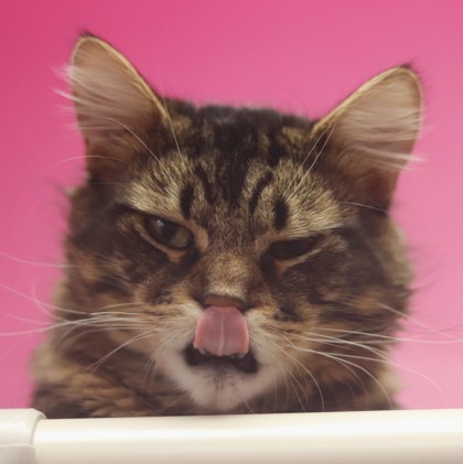 Rolo, an adoptable Domestic Short Hair in Walla Walla, WA, 99362 | Photo Image 3