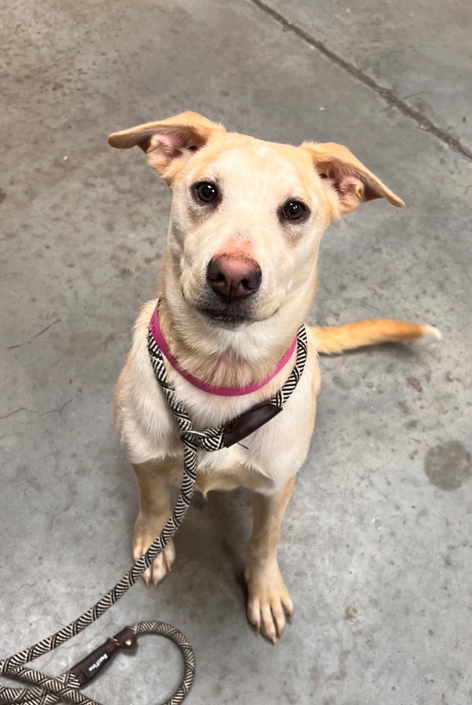 Sasha, an adoptable Affenpinscher in El Paso, TX, 79906 | Photo Image 1