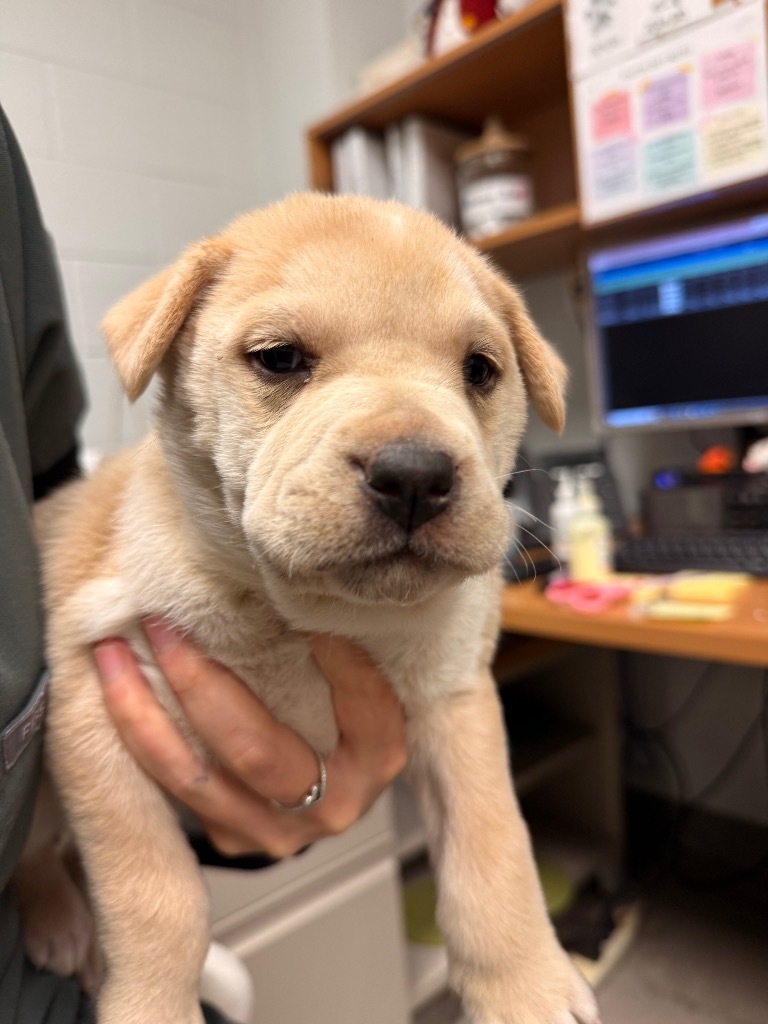 Sasha, an adoptable Affenpinscher in El Paso, TX, 79906 | Photo Image 2