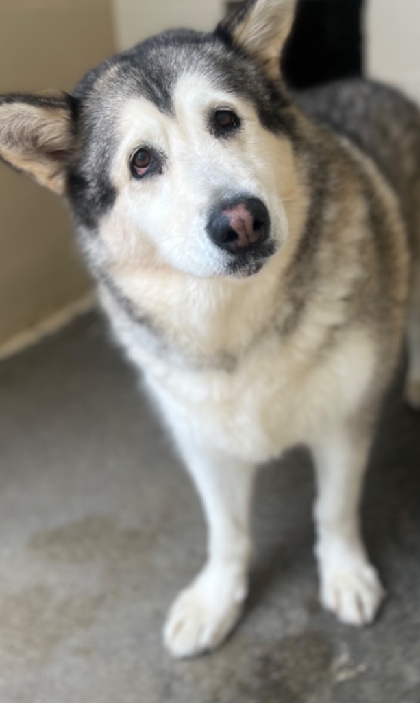 Maya