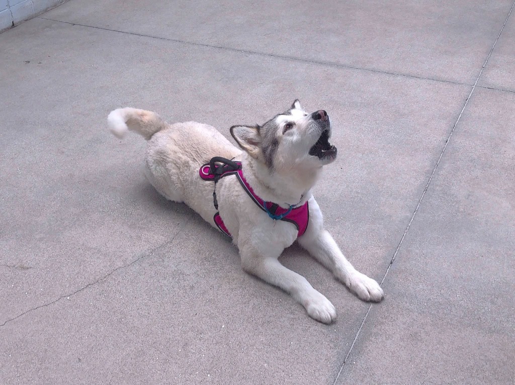 Maya