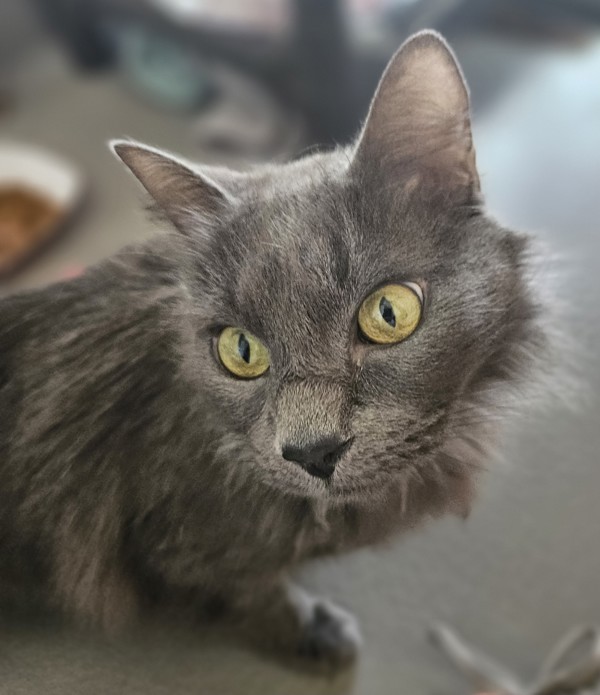 Earl Grey