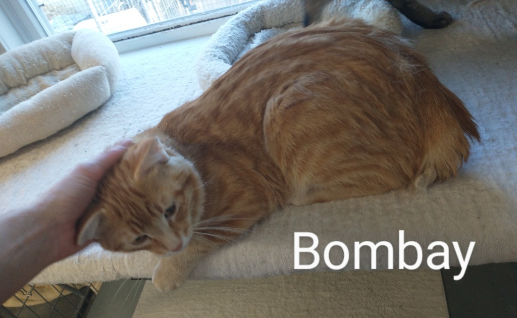 Bombay