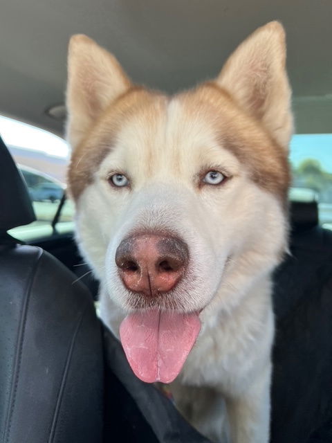 Zeus (Courtesy post)