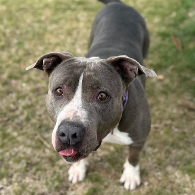 DARLA