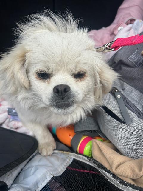 COCO, an adoptable Pekingese in Stockton, CA, 95206 | Photo Image 1