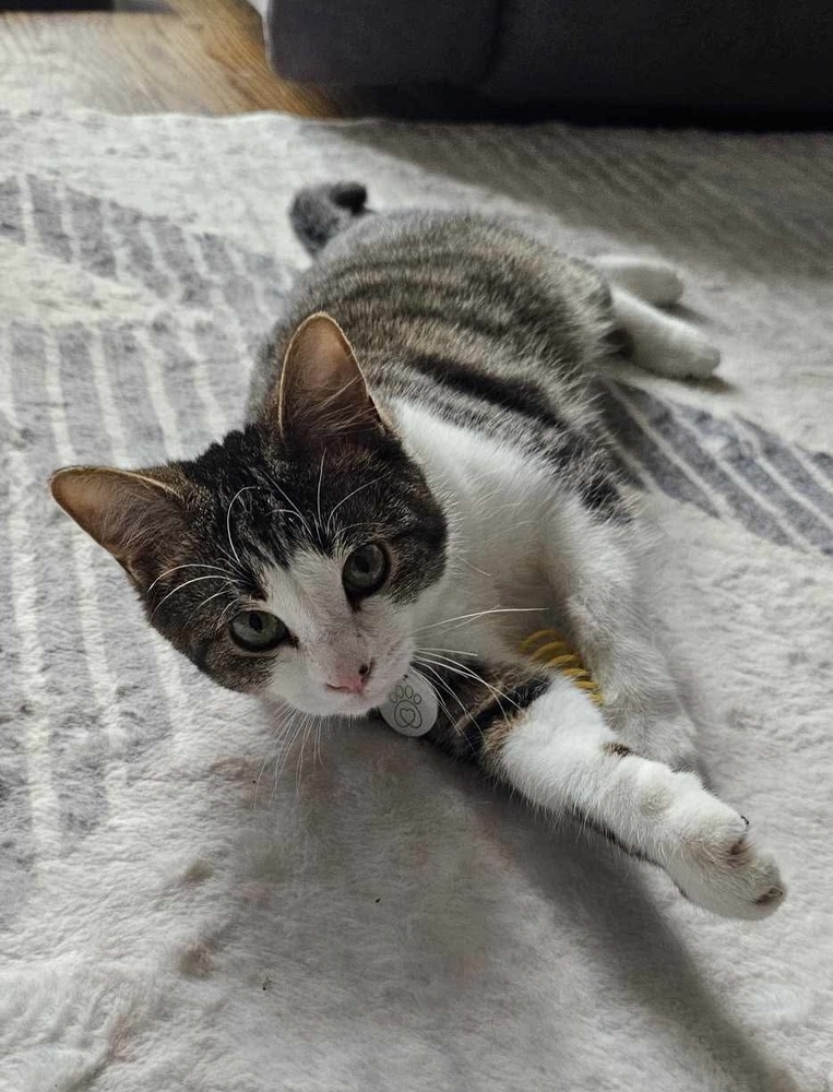 Benji