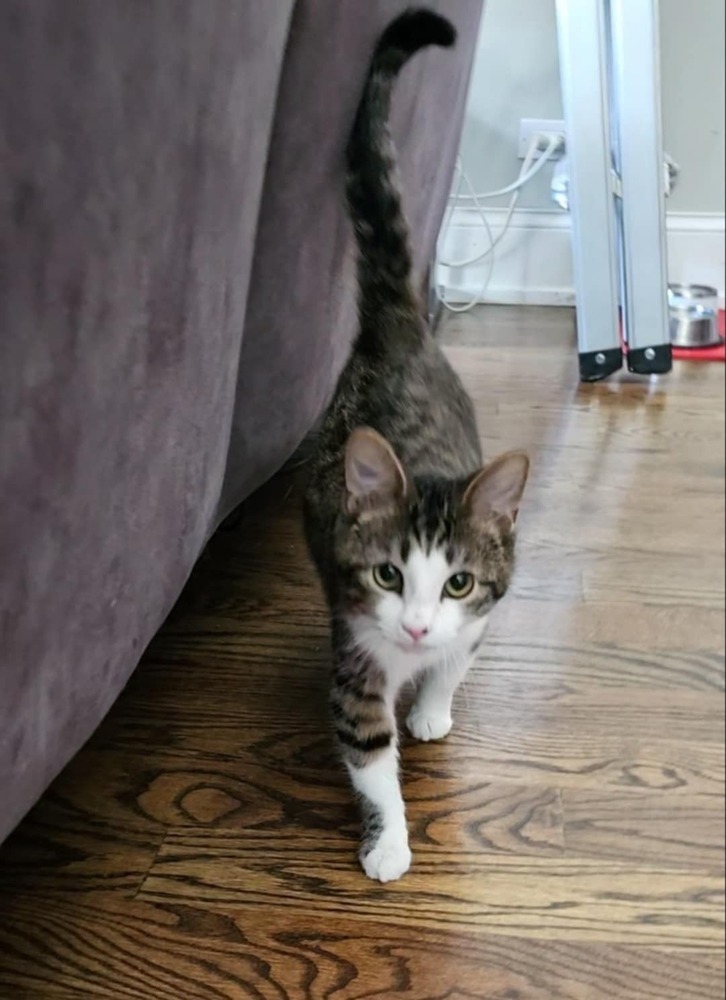 Benji