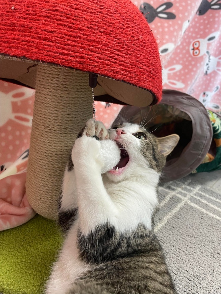 Benji
