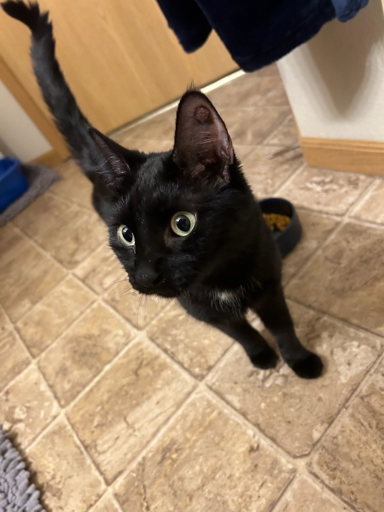 Diamond, an adoptable Domestic Short Hair in Cloquet, MN, 55720 | Photo Image 1