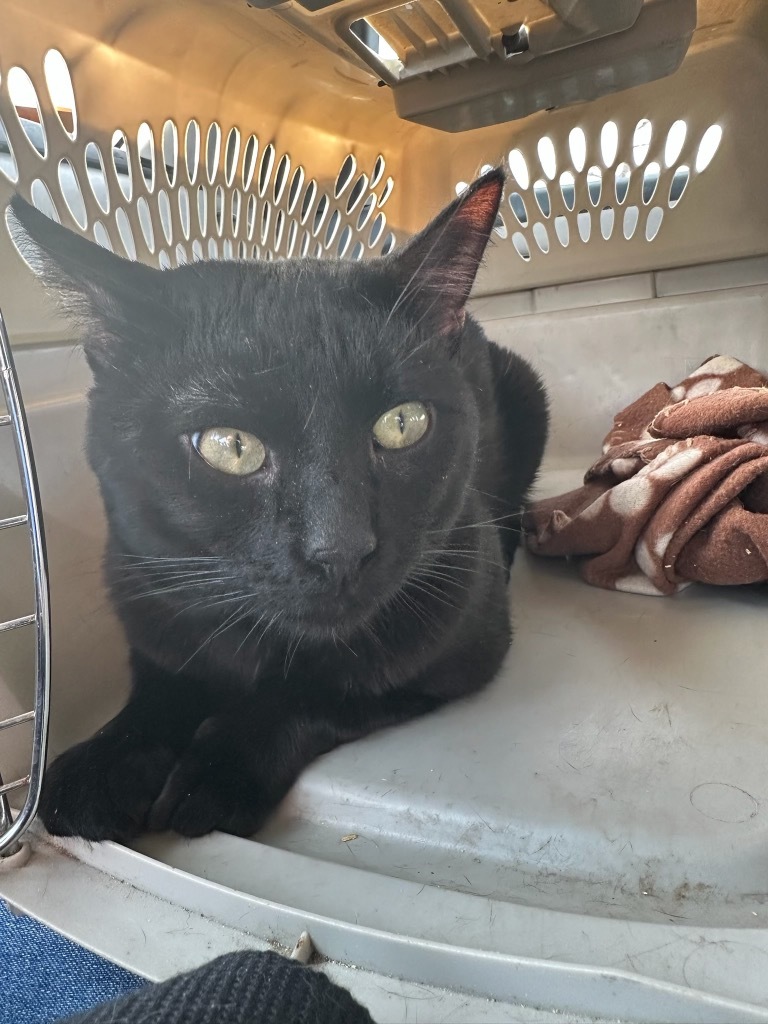 Diamond, an adoptable Domestic Short Hair in Cloquet, MN, 55720 | Photo Image 2