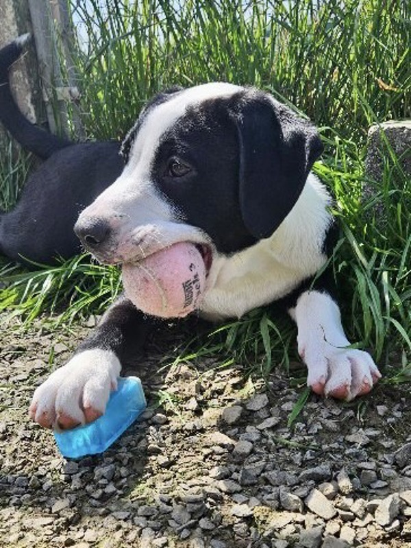 Harlie, an adoptable Labrador Retriever, Pit Bull Terrier in McMinnville, OR, 97128 | Photo Image 1