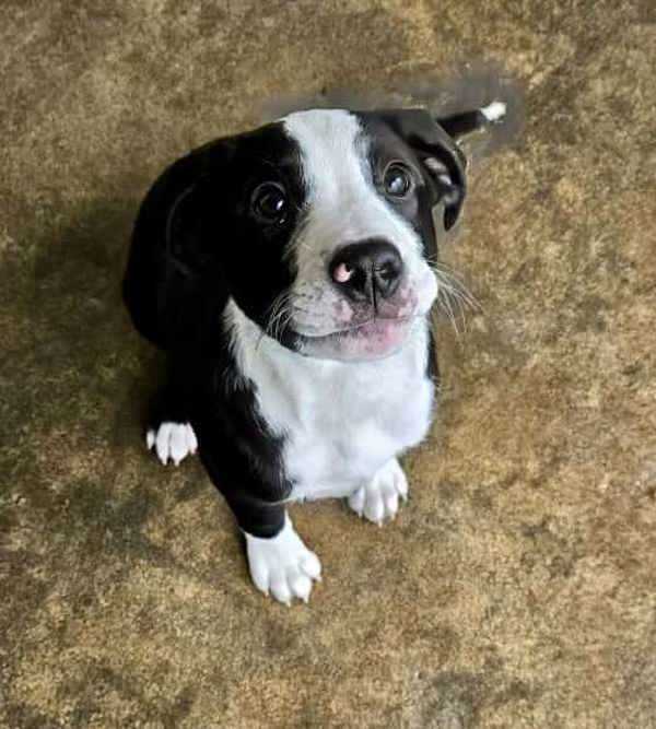 Harlie, an adoptable Labrador Retriever, Pit Bull Terrier in McMinnville, OR, 97128 | Photo Image 2