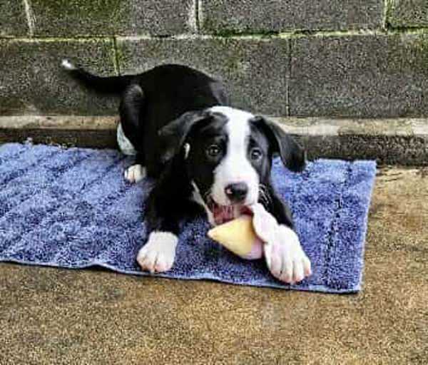 Harlie, an adoptable Labrador Retriever, Pit Bull Terrier in McMinnville, OR, 97128 | Photo Image 3