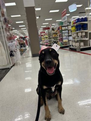 Macho A2653871 is a sweet and easygoing pup who finds joy in the simple things in life Whether it