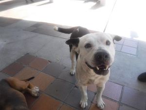 Hi Im Luke Im a sweet gentle boy that is all about affection and cuddles Im really easy-going an