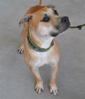 Hi Im Otis A2645597 Im a 3-year-old playful guy with moderate to high energy always ready to hav