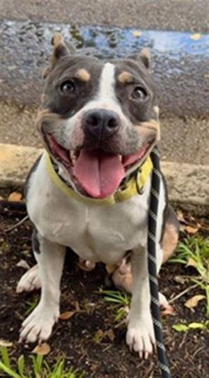 MAY American Bulldog Dog