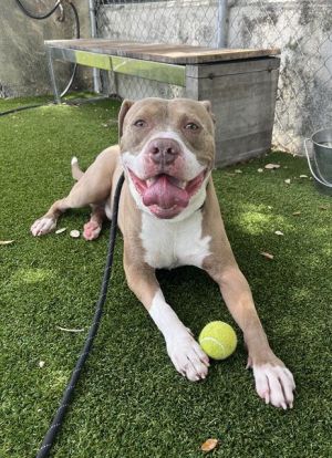 MAX American Bulldog Dog