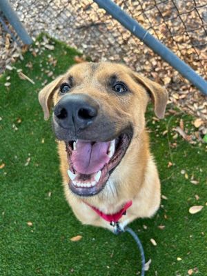 Meet Noah A2634617 a young German Shepherd mix bursting with playful puppy energy and a zest for l