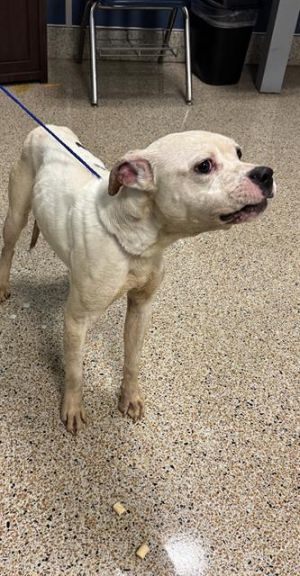 SPOT American Bulldog Dog
