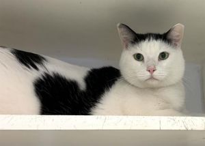 PEPPER Domestic Short Hair Cat