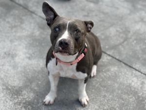 MOLLY American Bulldog Dog