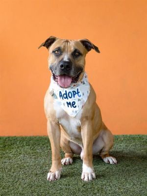 Hank A2649684 is the ultimate sweetheartaffectionate well-mannered and just looking for someone