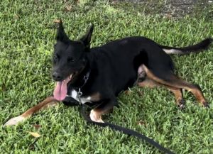 TRIVILYN German Shepherd Dog Dog