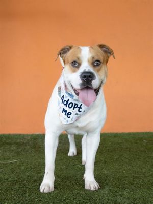 Meet Benny A2666781 a 3-year-old American Bulldog mix who has been waiting for his forever home 