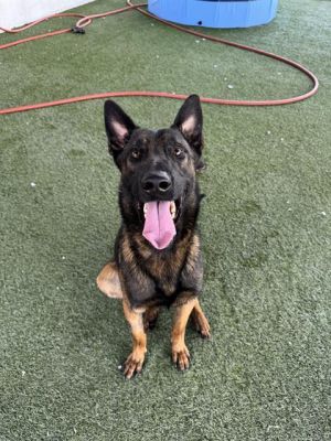 BOLT Belgian Shepherd / Malinois Dog