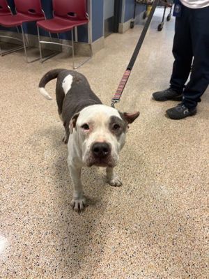 ELMO American Bulldog Dog