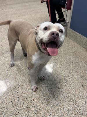CHUCKY American Bulldog Dog