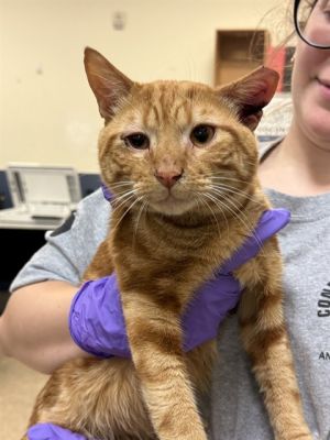 GARFIELD Domestic Short Hair Cat